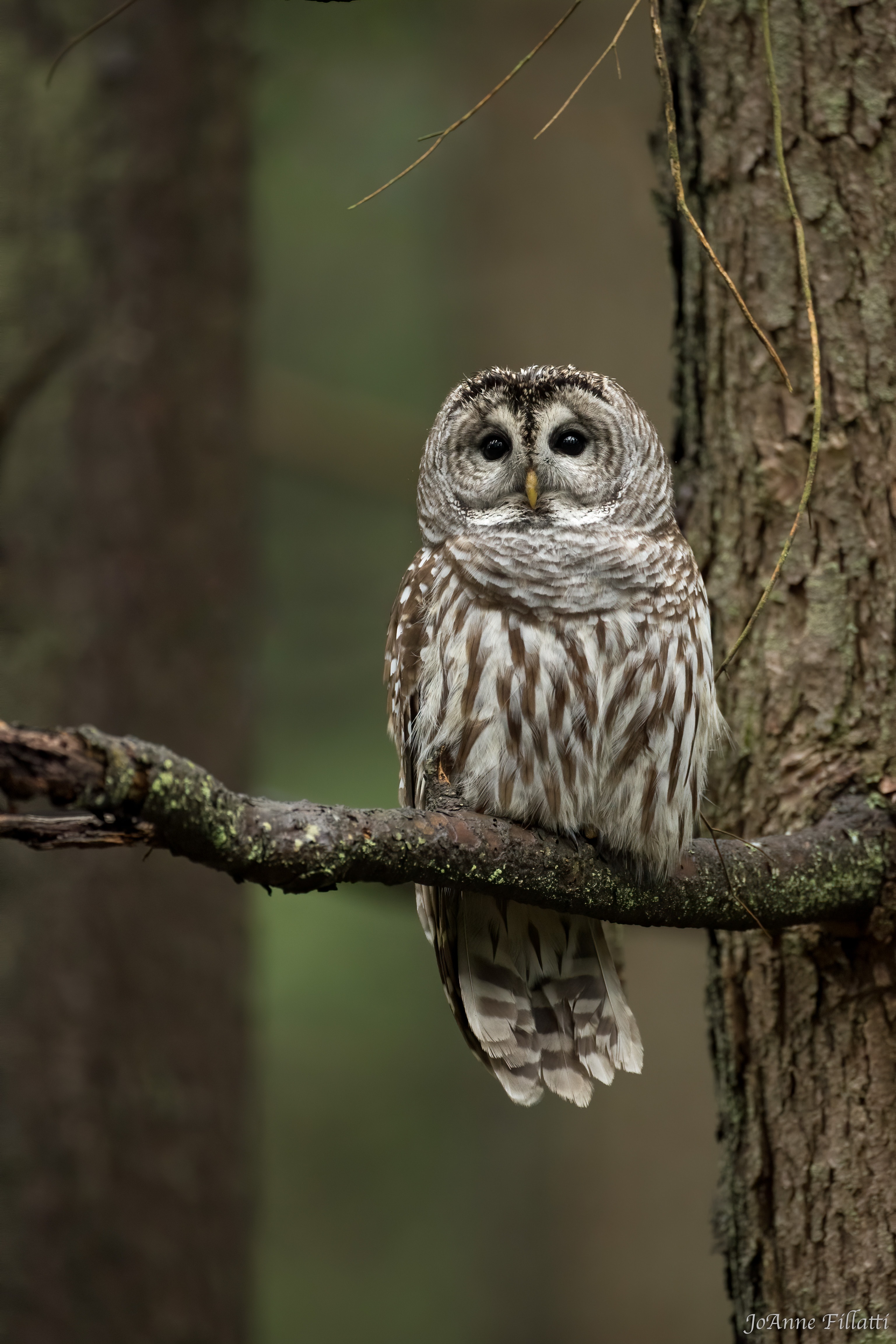 bird of british columbia image 32